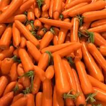 胡萝卜品质保证产地直发可视频欢迎咨询