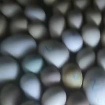 鹅蛋农家散养鹅蛋受精蛋