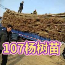 107杨树苗基地出售米径1～3.5公分，2～5米高