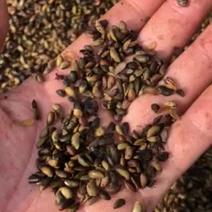 出售精品黄柏种子保证出芽率颗粒饱满黄柏种子药材种