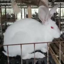 兔子苗活体养殖种苗繁殖种苗，广西兔子湖南兔子江西兔子