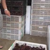 山东鱼台万亩小龙虾养殖基地，各种规格成品，虾苗