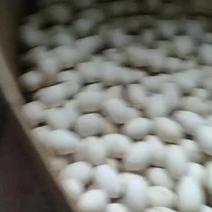 6枚农家散养新鲜土鹅蛋一件全国育婴孕妇老年人辅食