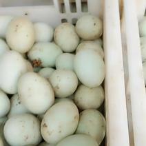 鸡蛋，鸭蛋，纹蛋，等各种蛋品