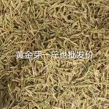 高山畲族茶农生态口味好清香黄芽茶