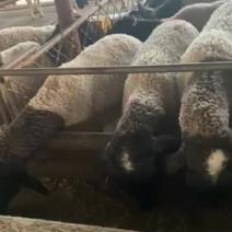 杜泊绵羊澳洲白黑头杜泊萨福克纯种健康安全养殖技术