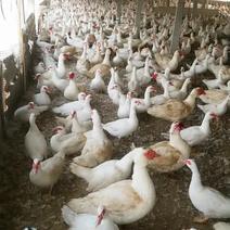 大种番鸭种蛋收精率%90左右，两万羽种鸭生产，大量批发