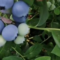 蓝莓（绿宝石）