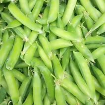 青豌豆饱满大量供应