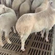 小尾寒羊头胎怀孕二胎怀孕，种公羊澳洲白黑头杜波