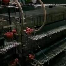 河南焦作鹌鹑笼5层笼鹌鹑养殖笼立式小水碗齐全