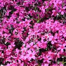 多年生过冬丛生福禄考，红粉白紫4种颜色