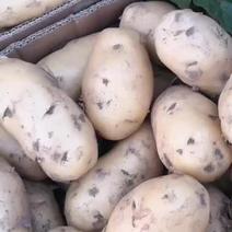 新土豆，荷兰十五，806