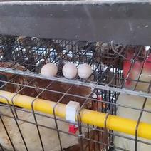 蛋鸡养殖基地