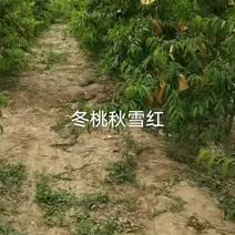 沧州献县正发枣树种植有限公司常年供应，冬桃苗，和桃子