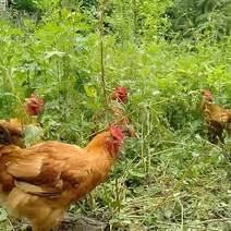 华兰春生态放养土鸡，抽真空包装，18元1斤，50斤起售。