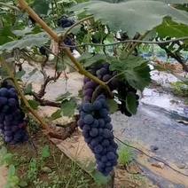优质葡萄