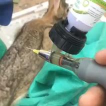 草兔