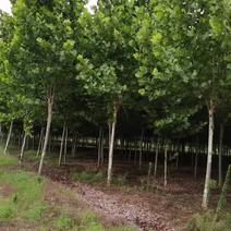 法桐树工程苗绿化苗供应规格胸径2-20cm量大价优
