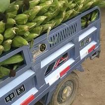水果玉米全国批发走货。