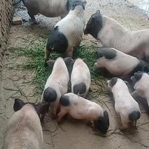 农家饲养巴马香猪（量大从优）