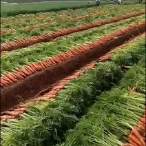 根茎类广西胡萝卜大型种植规模基地…欢迎各界老板采购
