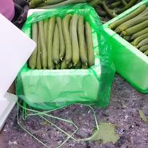 精品丝瓜大量上市包保质保量可供超市发往全国各地