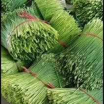 山东寿光，韭苔已上市，质量优，数量大，全国发货欢迎咨询