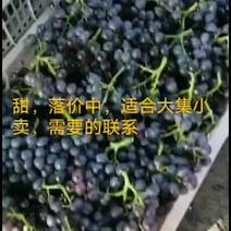 天津宁河七里海玫瑰香，自家果园25亩，批发零售套袋陆地
