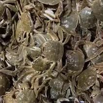 六月黄螃蟹大量现货货源充足品质保证欢迎采购