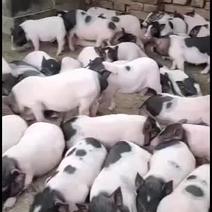 出售八马香猪，十到三十斤，种猪，阉割猪，，大量有货，
