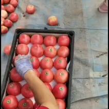 西红柿产地直销采摘保质保量