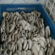 安徽合肥本地蘑菇大量上市