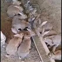 种兔养殖技术种兔价格种兔品种