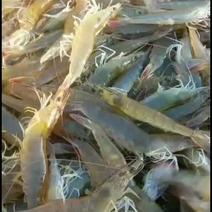 纯海水养殖大海虾大量有货