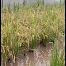 稻田套养引来河水养殖的青蛙