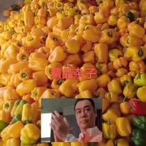 红黄彩椒杂子日供货量1万斤以上