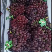 沙土地种植红宝石葡萄