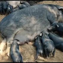 藏香猪养殖与繁育及销售