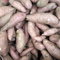 龙薯九号，紫罗兰，酉瓜红红薯各种规格的，各种包装，大小分