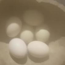 山东沂蒙山散养土鸡蛋
