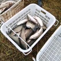 金草鱼草鱼大量出售草鱼，鳊鱼，花鲢，白鲢需要的我。