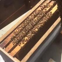 意大利蜂平箱装中蜜一号蜂王，蜜浆品种，采集力强