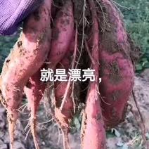 红薯，彰武地瓜，顶呱呱