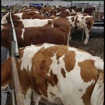 常年出售西门塔尔大小公母牛