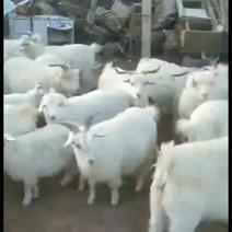 绵羊丶绵羊山羊、山羊、羔羊