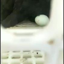 五黑鸡绿壳蛋散养5个月左右