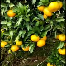蜜橘甜甜甜树上自然成熟的