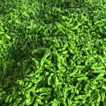 枣庄辣椒大量上市质量较往年要好很多