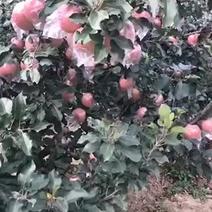 红富士苹果潍坊市寒亭区自家哥哥种的果园